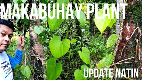 makabuhay plant benefits